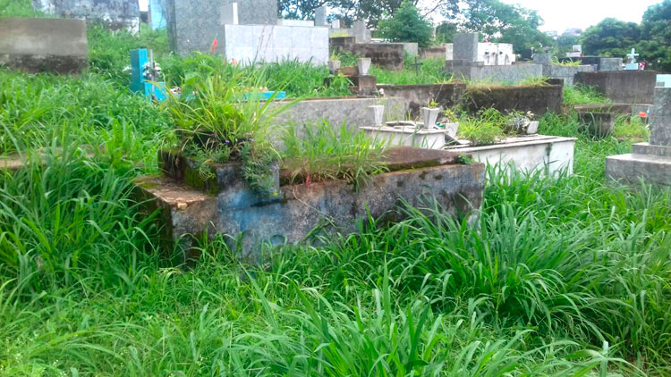 Mato alto impede acesso a túmulo no Cemitério Municipal 1 VU Cemitério Municipal