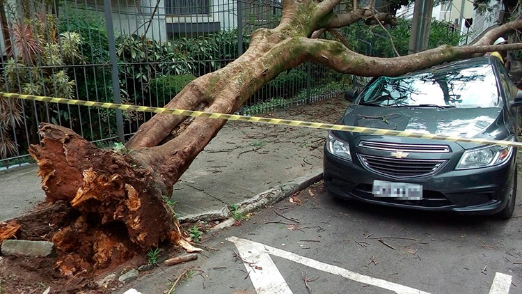Árvore cai sobre carro no Bairro São Mateus 1 arvore são mateus leo