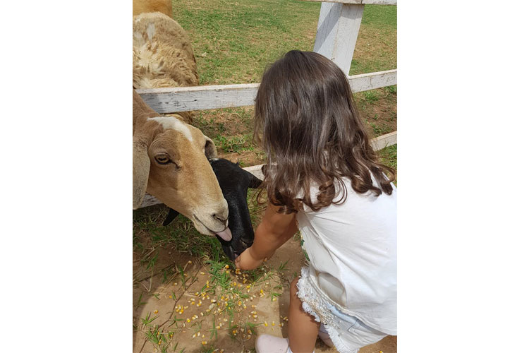 harasmirim2 harasmirim2