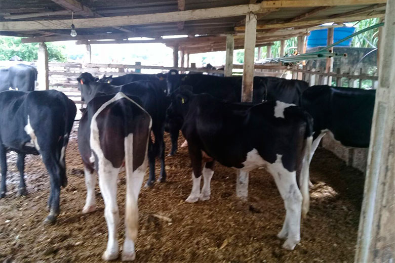 Cerca de cem famílias ocupam outra área em Goianá 2 fazenda gado1
