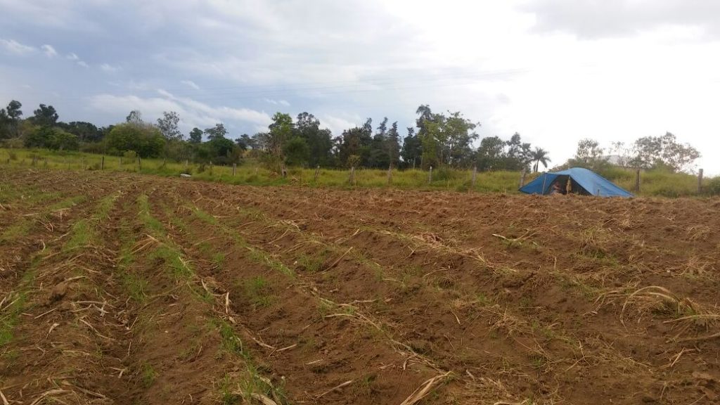 Cerca de cem famílias ocupam outra área em Goianá 3 fazenda posseiros 2