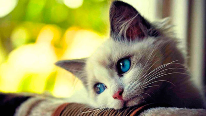 gato