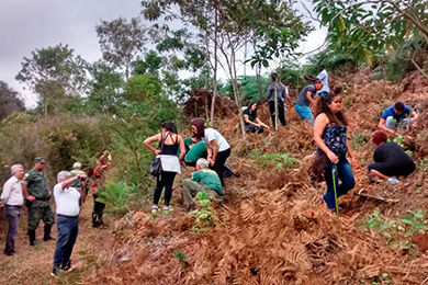Escritora planta árvores para compensar poluição emitida na produção de livro 3 árvore capa