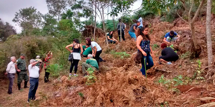 Escritora planta árvores para compensar poluição emitida na produção de livro 1 Plantio Arvore Ana Cecília5