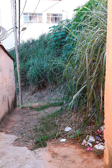 Mato alto atrai roedores e pernilongos no Santa Luzia 1 VU Santa Luzia