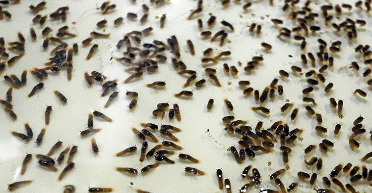 Dois milhões de mosquitos liberados por semana em JF 1 aedes leo3