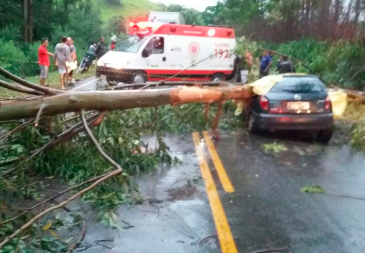 Eucalipto cai durante chuva e mata ocupante de carro na LMG-850 2 arvore bombeiro