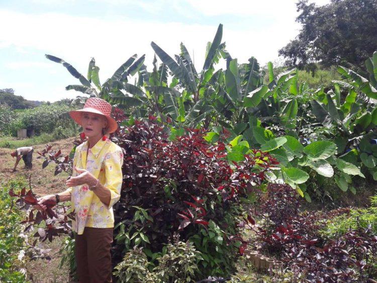 Fazenda em Barra do Piraí (RJ) incentiva o consumo de pancs e ensina receita 2 josefina horta 2 e1523031791791