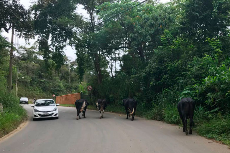 Animais soltos oferecem risco para motoristas no São Pedro 1 vu são pedro1