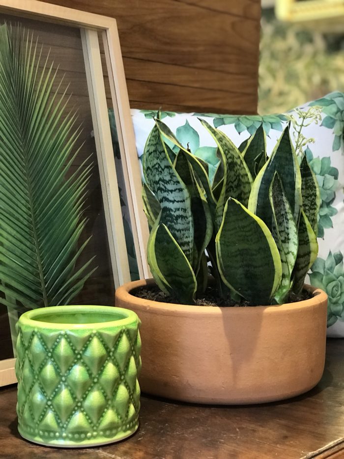 Plantas naturais: o verde contemporâneo para ambientes internos 6 C87909EF FB87 485F 9326 A8759DEE12D0