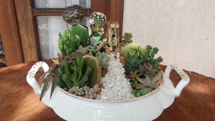 flor da terra e1525301689561