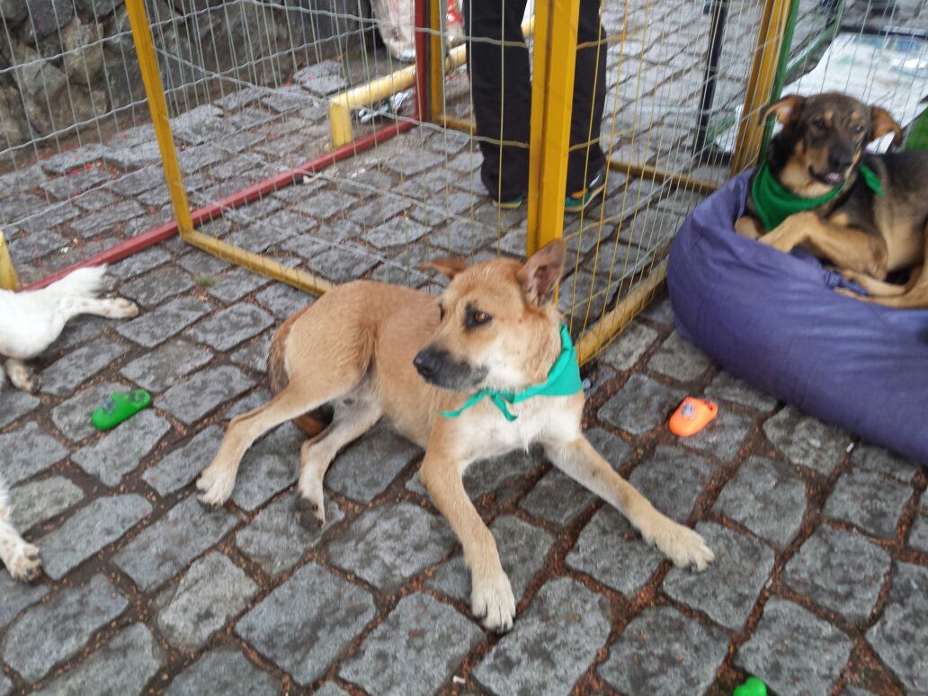 Bocão Bocão