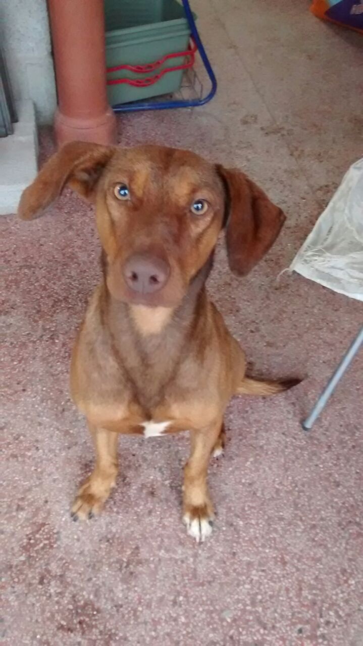 Tião Tião