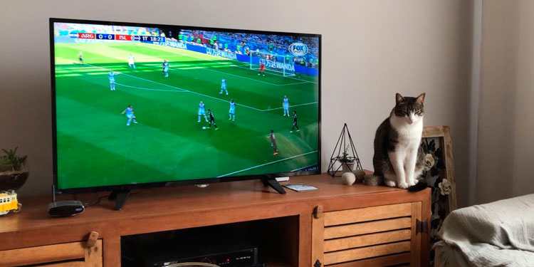 Sapo de Fora: O gato da Copa 4 jorgito interna