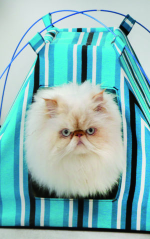 gato e1531592497873