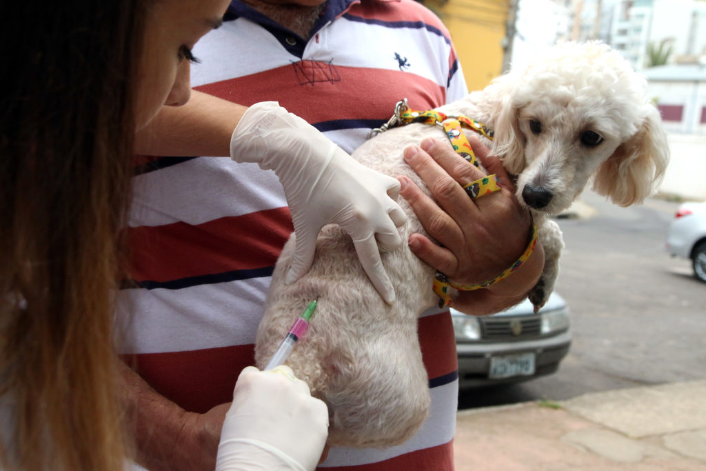 Campanha de vacinação antirrábica acontece neste sábado em JF 1 vacina