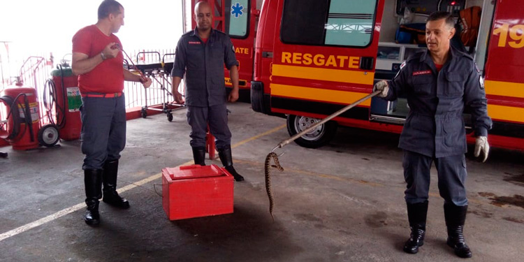 Jararaca é encontrada perto de hospital em Barbacena 1 jararaca capturada pelos bombeiros by Corpo de Bombeiros