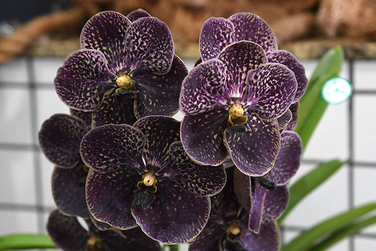 orquideas-marcelo-2