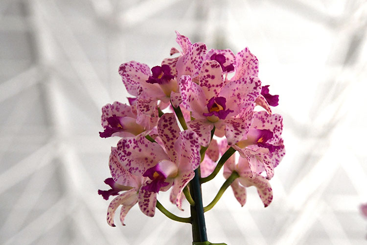 orquideas-marcelo-3