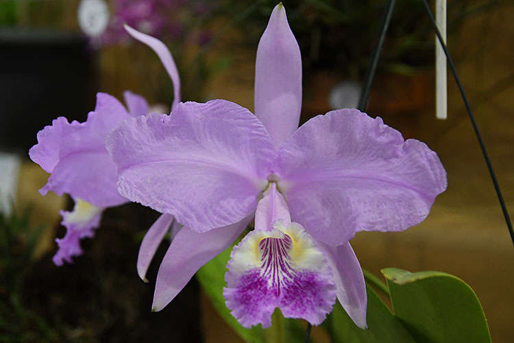 orquideas-marcelo-4