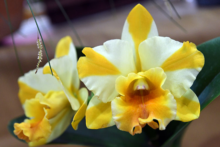 orquideas-marcelo-5
