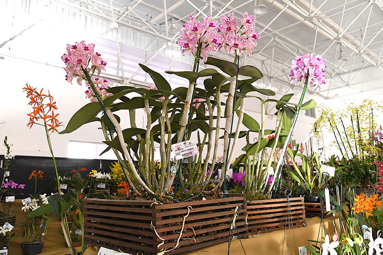 orquideas-marcelo-6