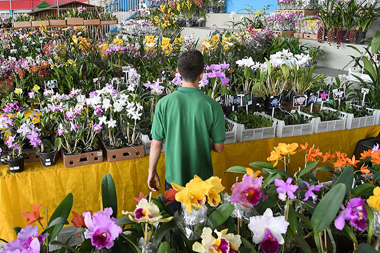 orquideas-marcelo-8
