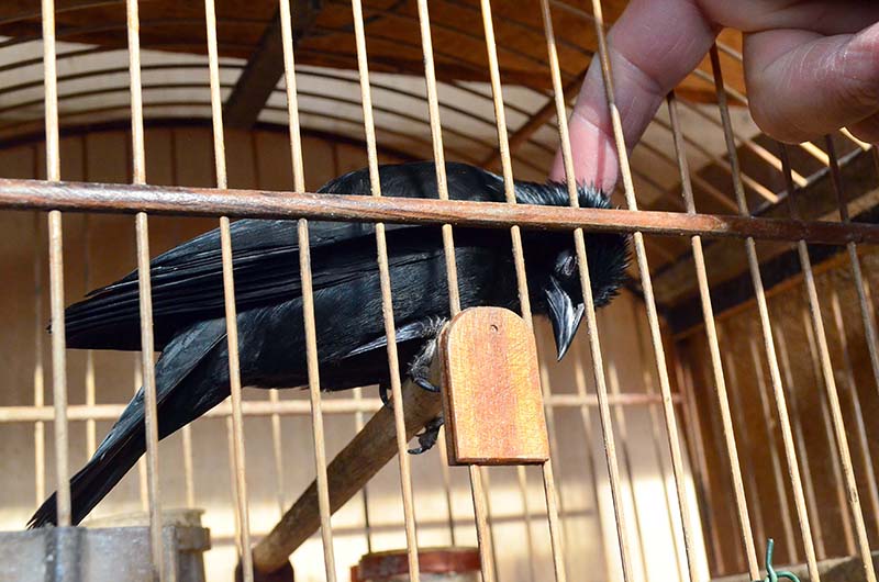 O canto dos pássaros de Marcílio por todo canto 5 pássaro preto