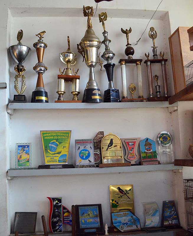 O canto dos pássaros de Marcílio por todo canto 3 trofeus