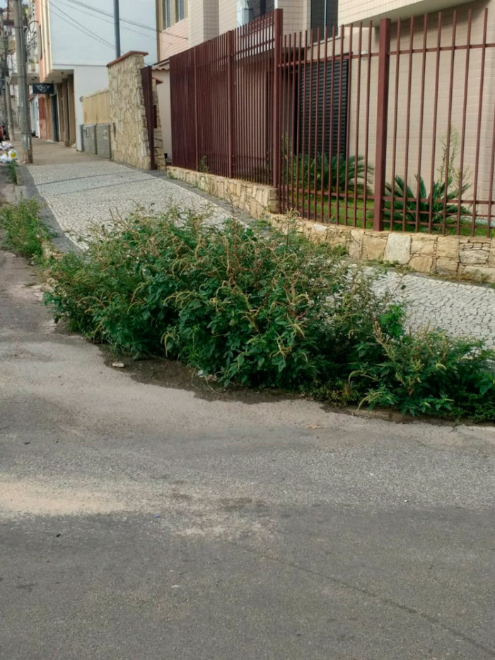 Mato alto toma trecho de meio-fio no Alto dos Passos 1 VU Alto dos Passos