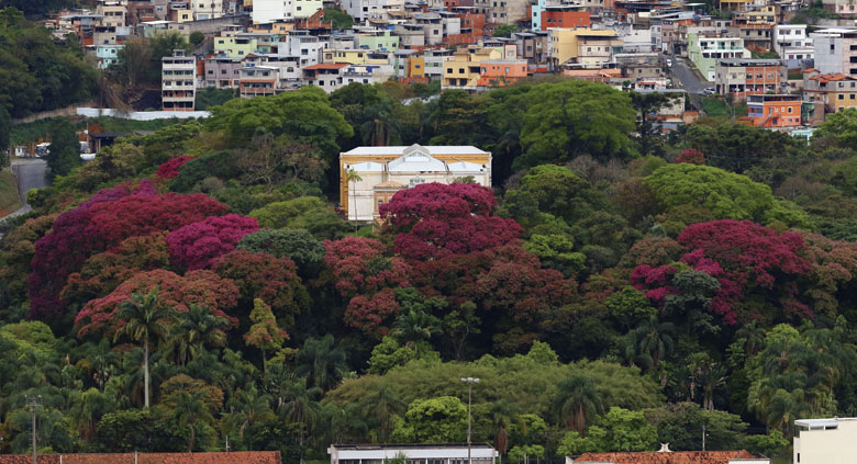 Sapucaias colorem de rosa paisagem do Mariano Procópio 1 Mariano-Procópio