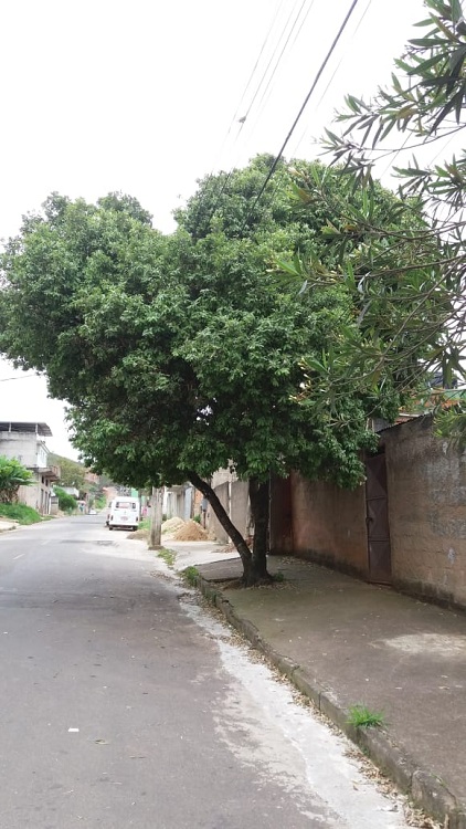Leitor relata dificuldades para pedir poda de árvore 1 arvore sao francisco de paula