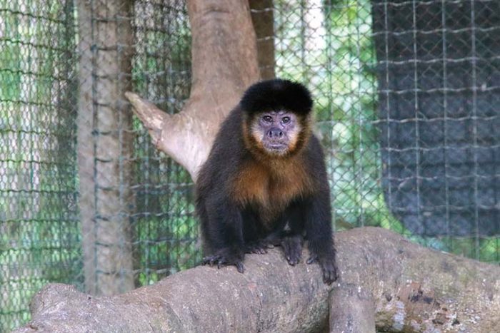 Tráfico de animais leva a quase mil espécies apreendidas 3 animais4 felipe