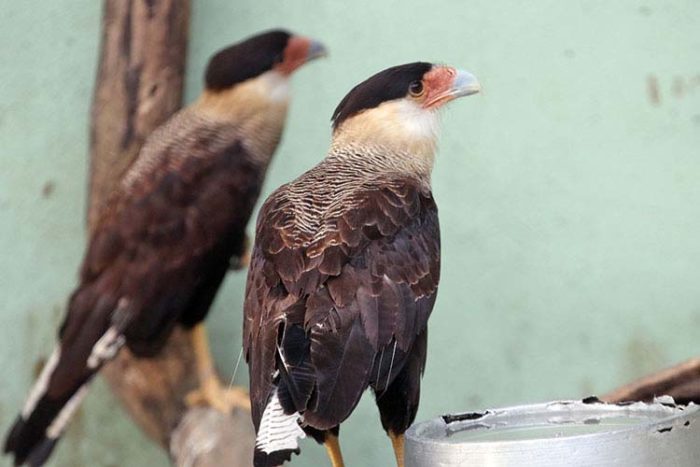 Tráfico de animais leva a quase mil espécies apreendidas 7 animais5 felipe