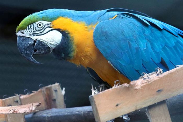 Tráfico de animais leva a quase mil espécies apreendidas 2 arara capa felipe