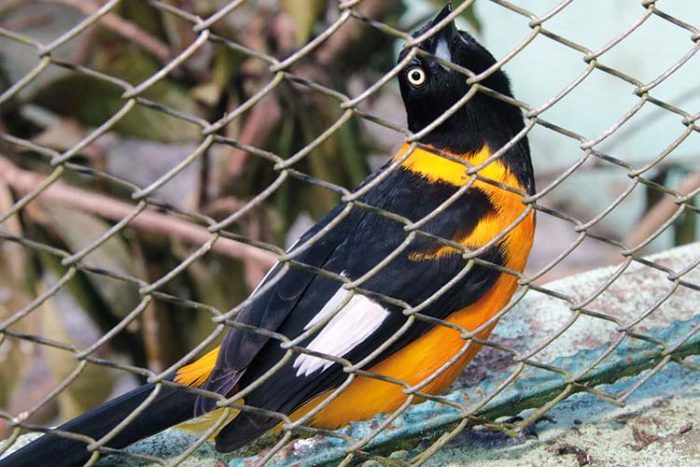 Tráfico de animais leva a quase mil espécies apreendidas 5 ave felipe