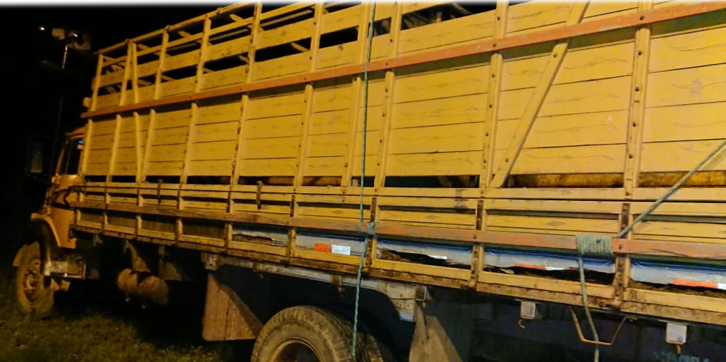 Pai e filho são flagrados transportando vacas furtadas 2 caminhão para furtar vaca divulgação polícia civil