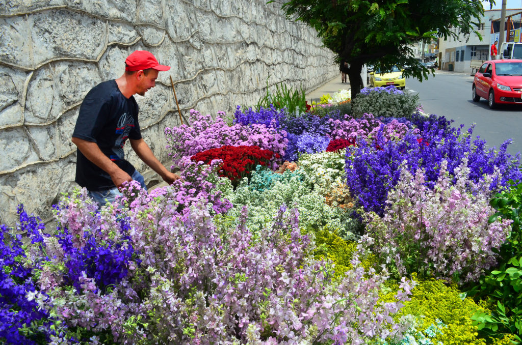 Venda de flores e velas ainda é fraca na véspera do Dia de Finados 1 flores11
