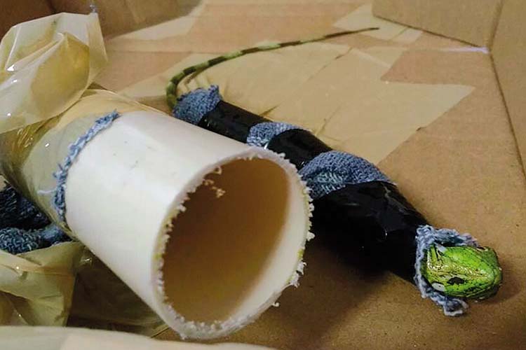 Tráfico de animais leva a quase mil espécies apreendidas 4 iguana divulgação ibama