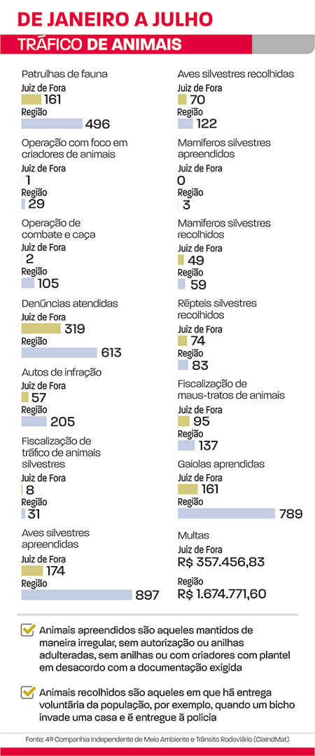 Tráfico de animais leva a quase mil espécies apreendidas 1 tráfico de animais