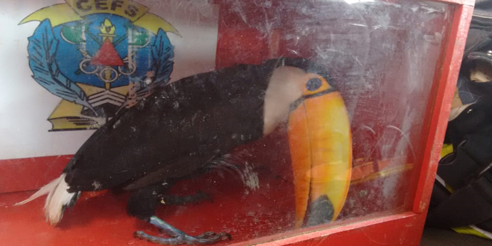 Bombeiros resgatam tucano em residência em Barbacena 2 tucano destacada divulgação bombeiros