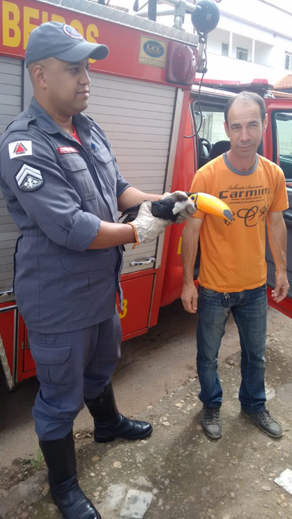 Bombeiros resgatam tucano em residência em Barbacena 1 tucano divulgação bombeiros