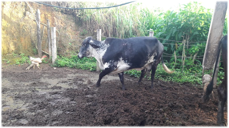 Pai e filho são flagrados transportando vacas furtadas 1 vaca furtada divulgaçaõ polícia civil