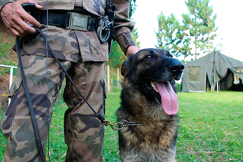 Imagem: Cão Ayron se destaca em operações policiais em JF