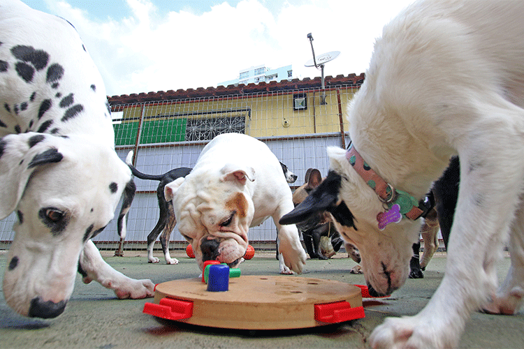 cães-1 cães-1