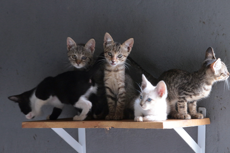 Donos de animais de estimação devem ter cuidados especiais durante pandemia 1 gatil municipal priamo