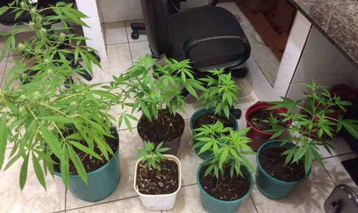 Homem é preso por cultivar sete pés de maconha no Centro 1 maconha 3