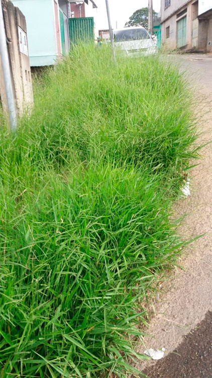 Entulho toma conta de calçada no Parque Independência 1 mato alto parque independencia