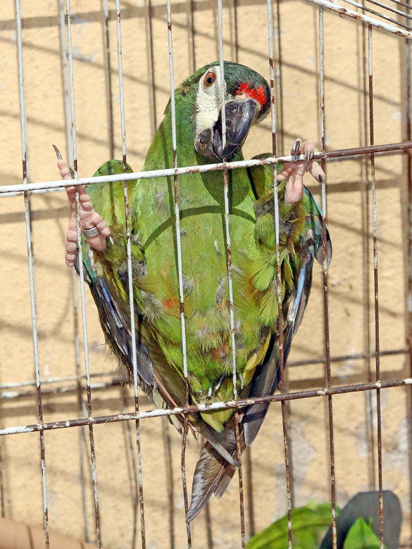 Câmara volta a debater comercialização de animais 1 papagaio leonardo costa
