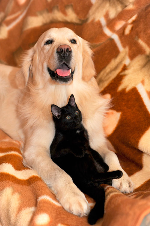 Saiba como reduzir o estresse dos pets em datas festivas 1 pets